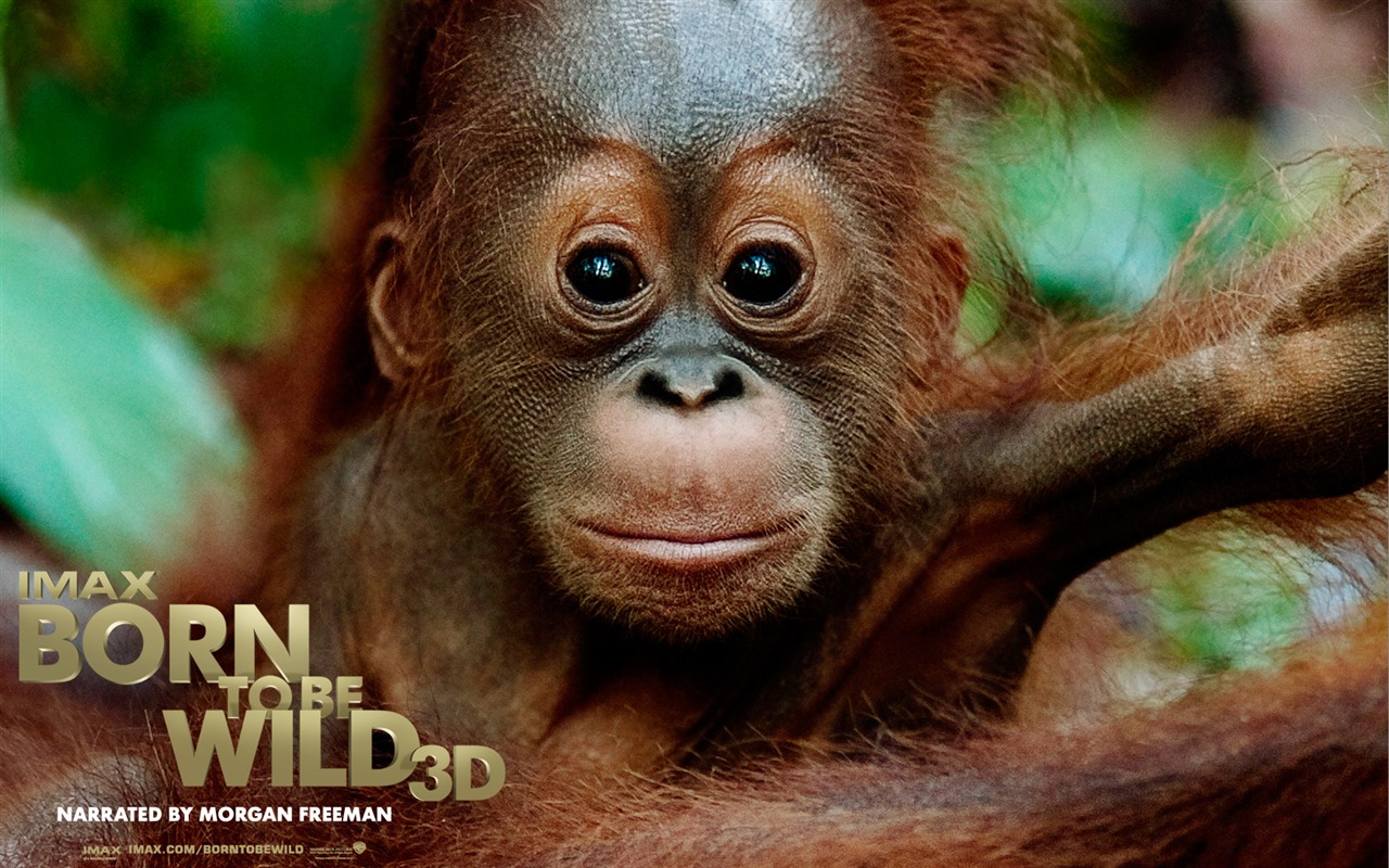 Born To Be Wild tapety na plochu #1 - 1280x800