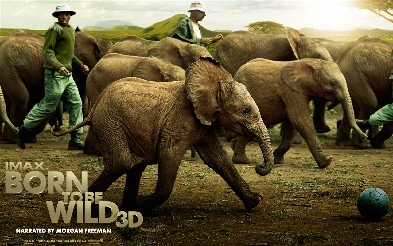 Born To Be Wild tapety na plochu #4 - 1280x800