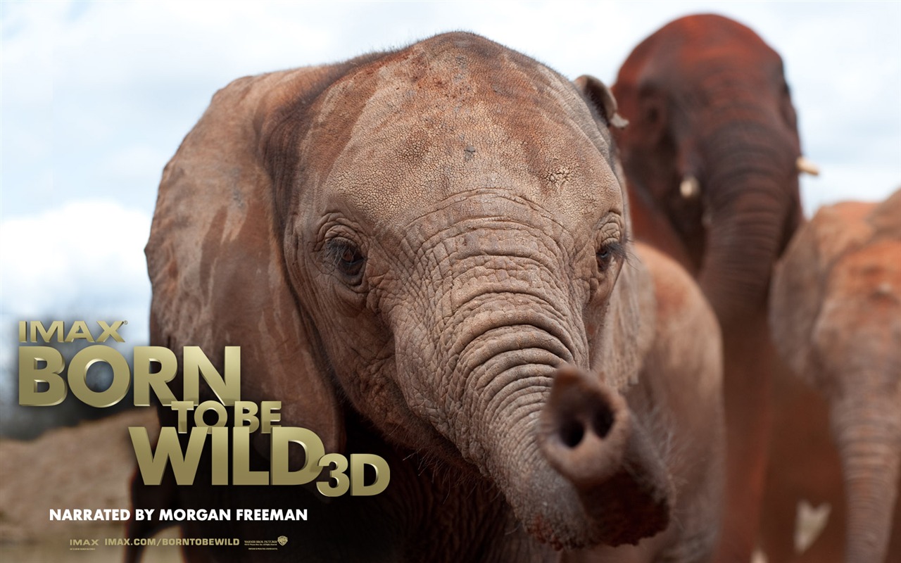 Born To Be Wild tapety na plochu #5 - 1280x800