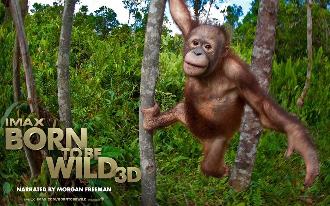Born To Be Wild tapety na plochu #6 - 1280x800