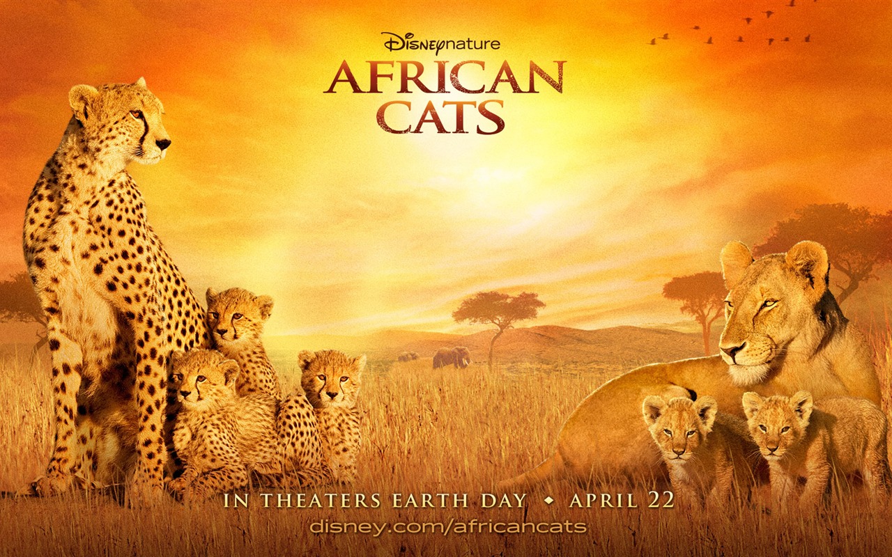 アフリカの猫：勇気の王国壁紙 #3 - 1280x800