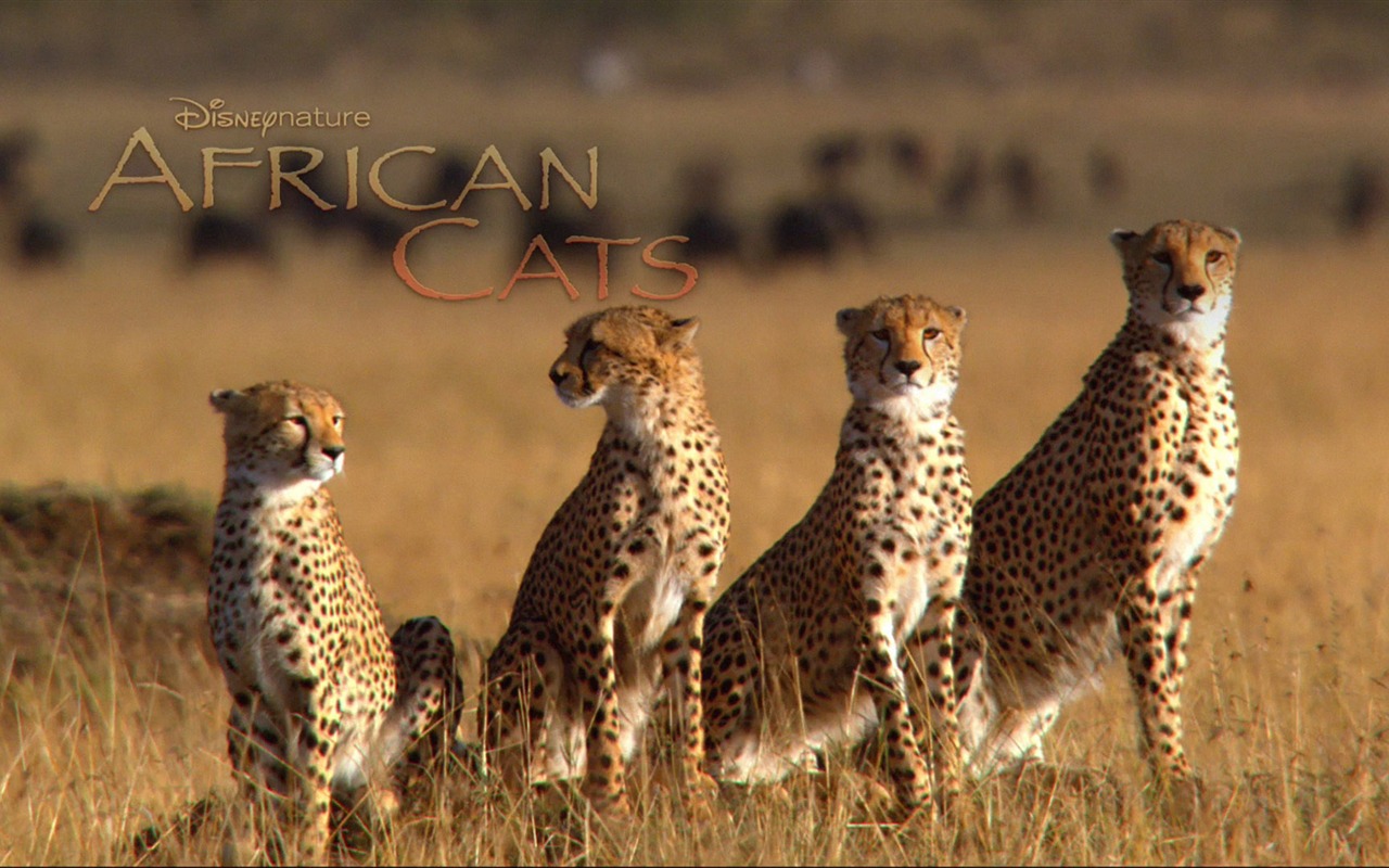 アフリカの猫：勇気の王国壁紙 #5 - 1280x800