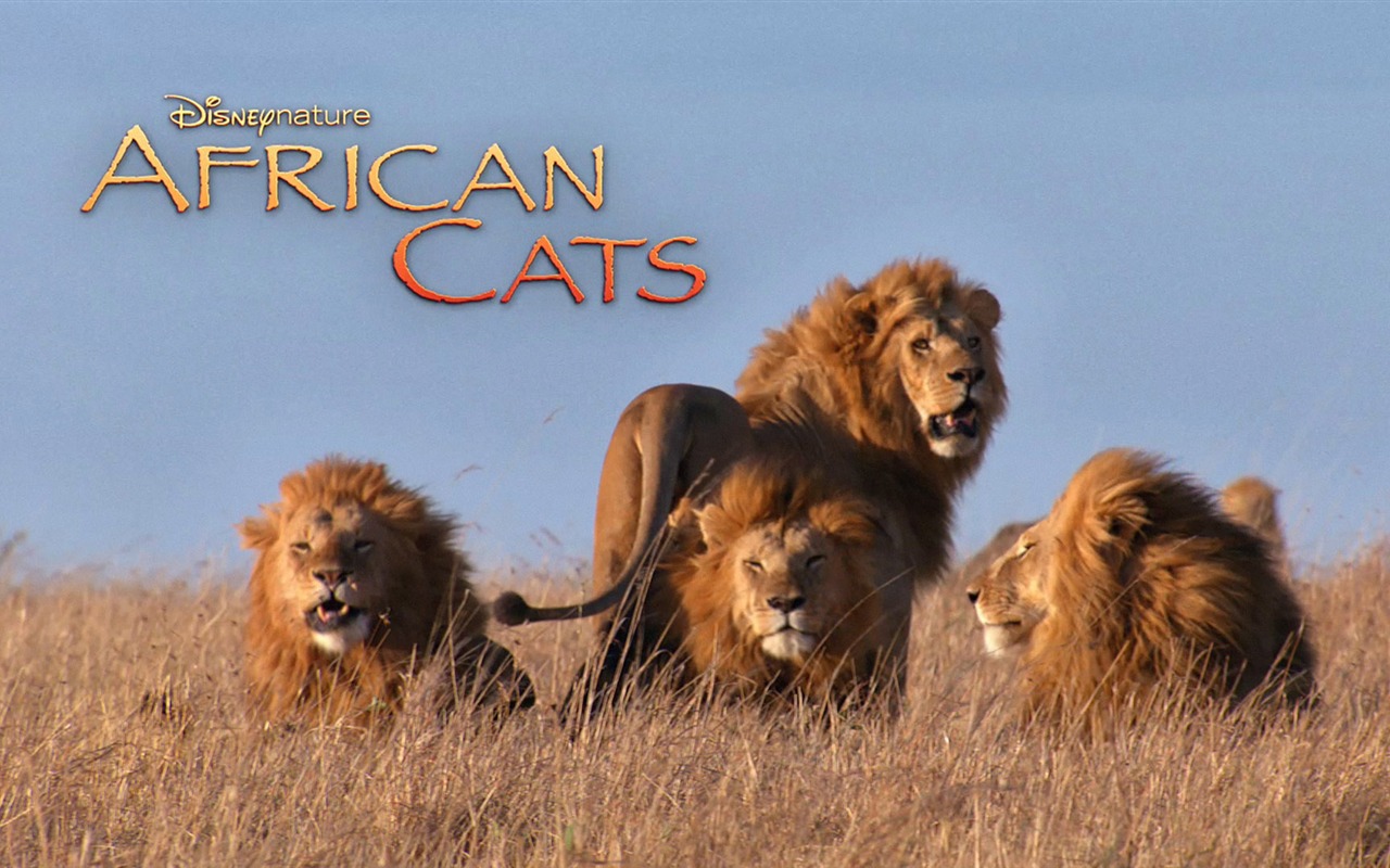 アフリカの猫：勇気の王国壁紙 #6 - 1280x800