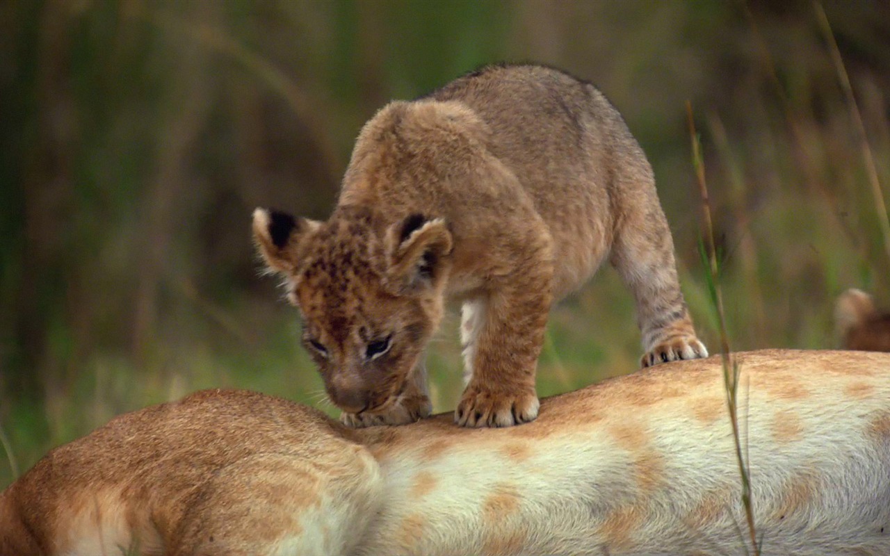 African Cats: Kingdom of Courage 非洲猫科：勇气国度9 - 1280x800