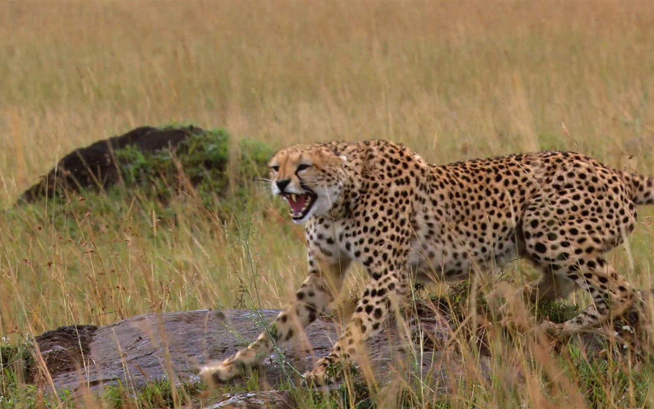 African Cats: Kingdom of Courage 非洲猫科：勇气国度10 - 1280x800