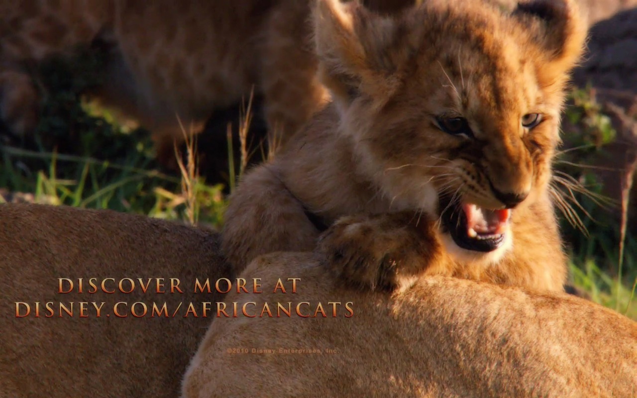 アフリカの猫：勇気の王国壁紙 #12 - 1280x800
