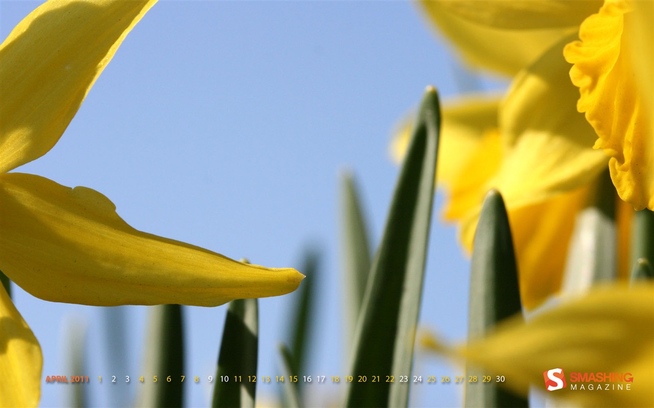 2011年4月 月历壁纸(一)10 - 1280x800