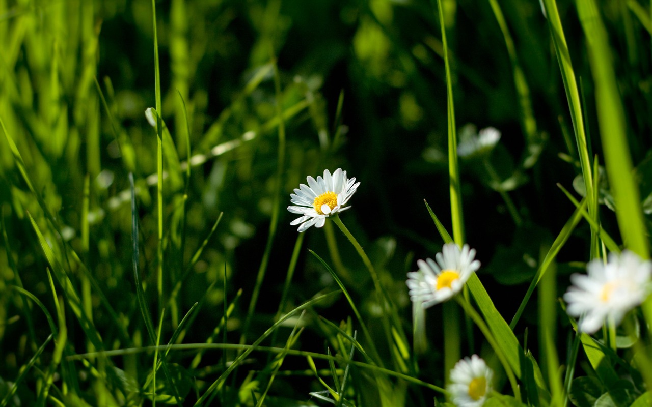 New Zealand Nature Wallpaper (1) #11 - 1280x800