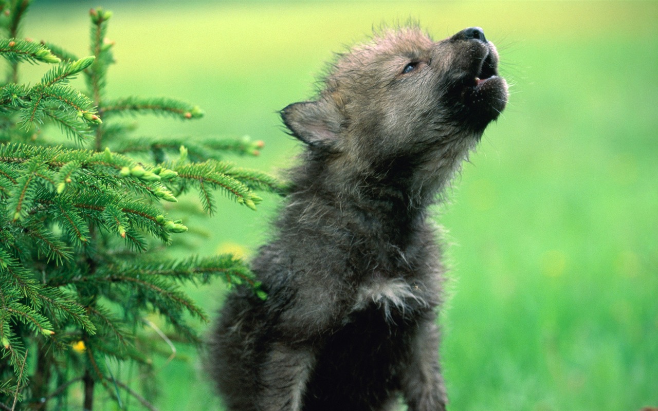 Animal Widescreen Wallpapers Collection (28) #17 - 1280x800