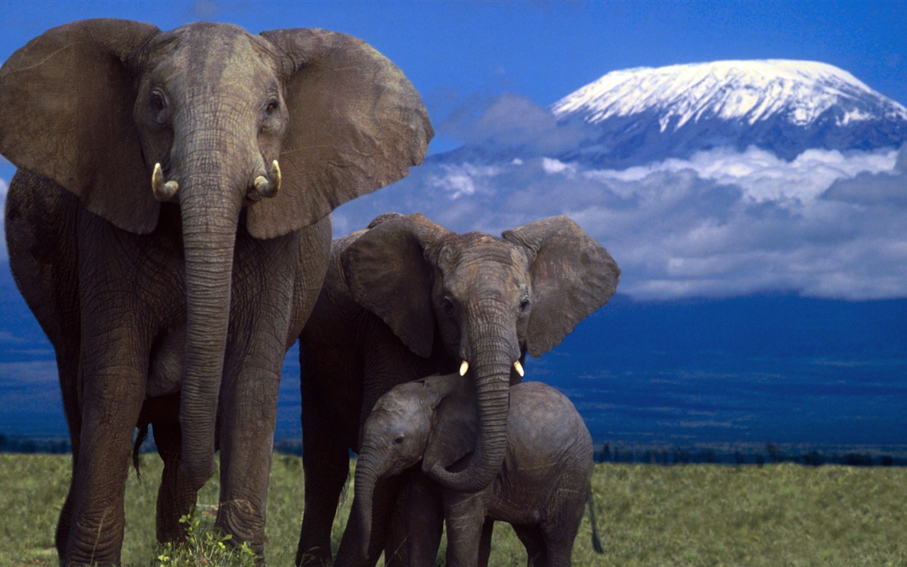 動物寬屏壁紙合集 (29) #4 - 1280x800