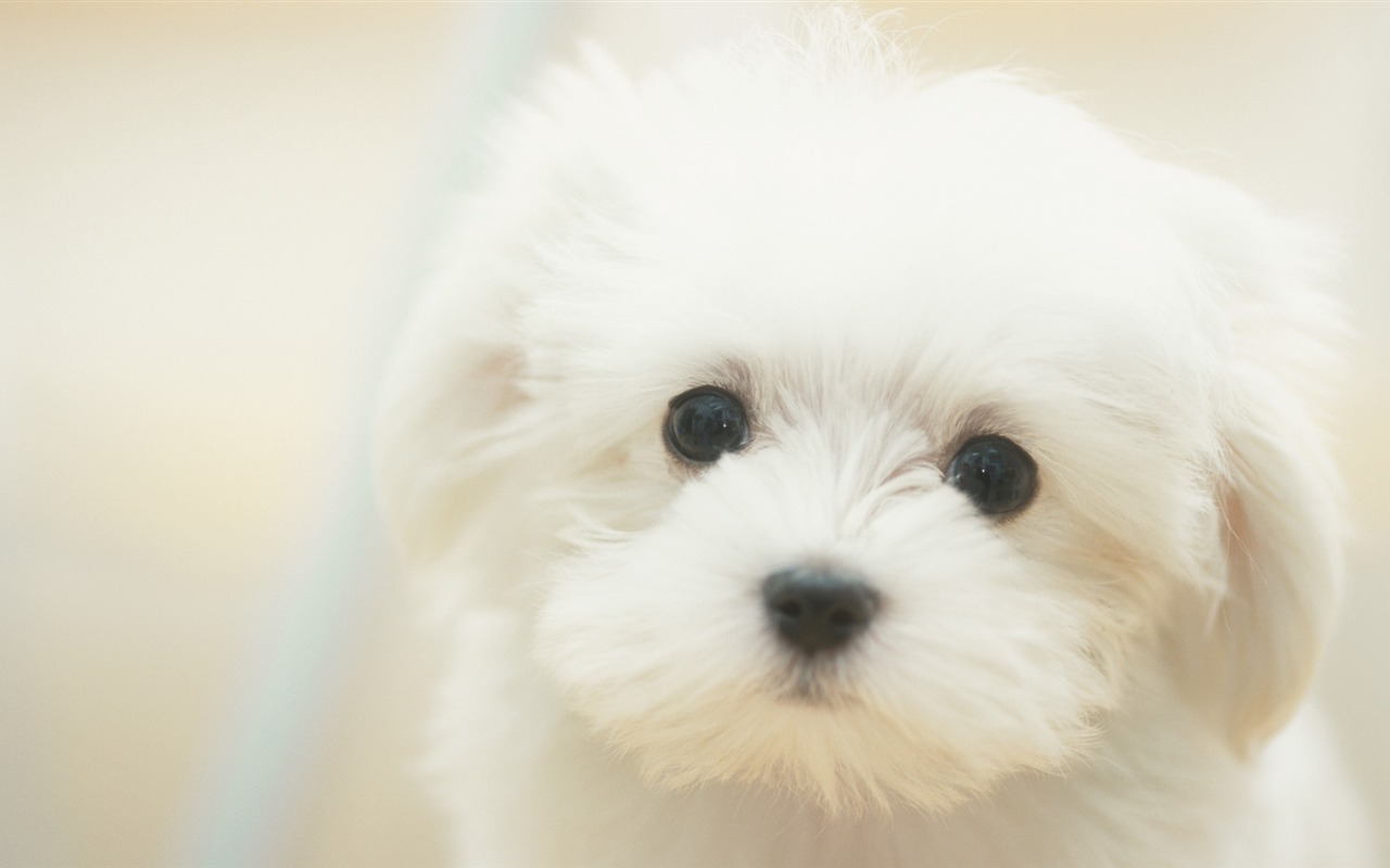 動物寬屏壁紙合集 (30) #4 - 1280x800