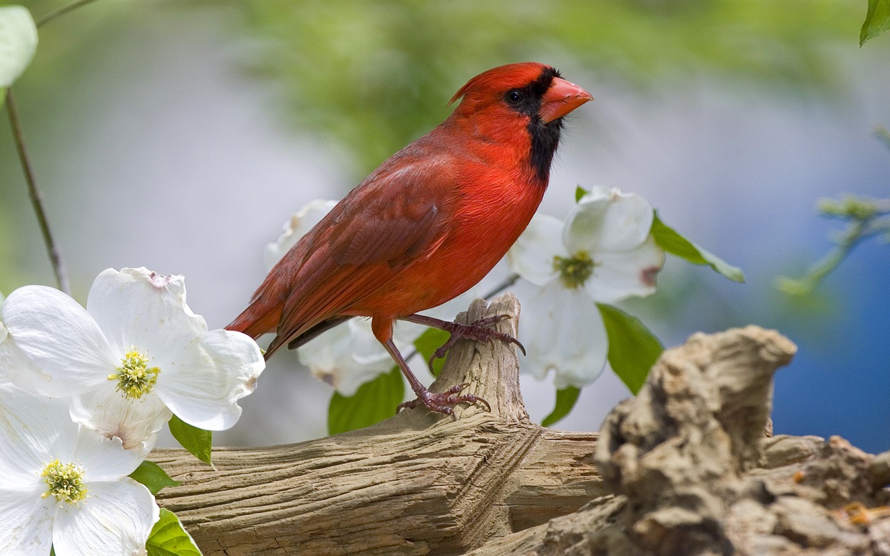 Animal Widescreen Wallpapers Collection (30) #9 - 1280x800