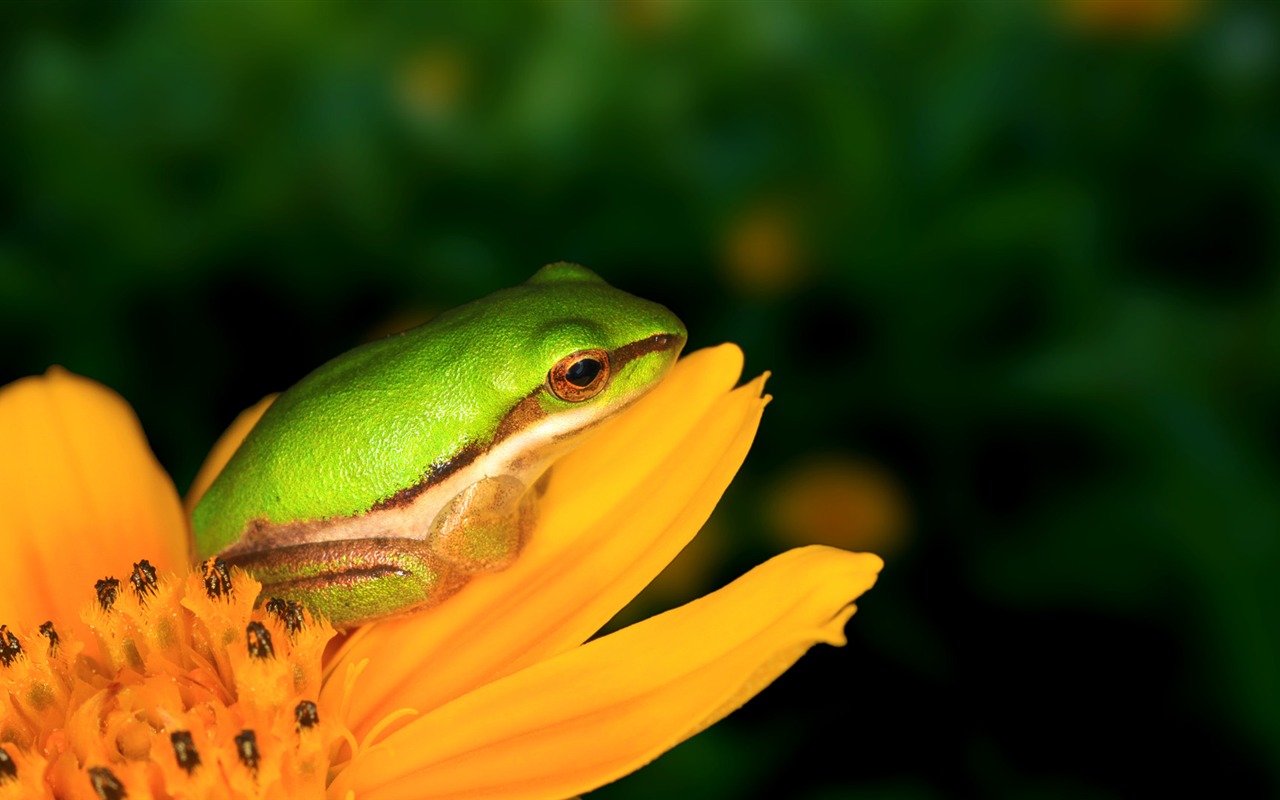 zvířat širokoúhlý Tapety Kolekce (31) #15 - 1280x800