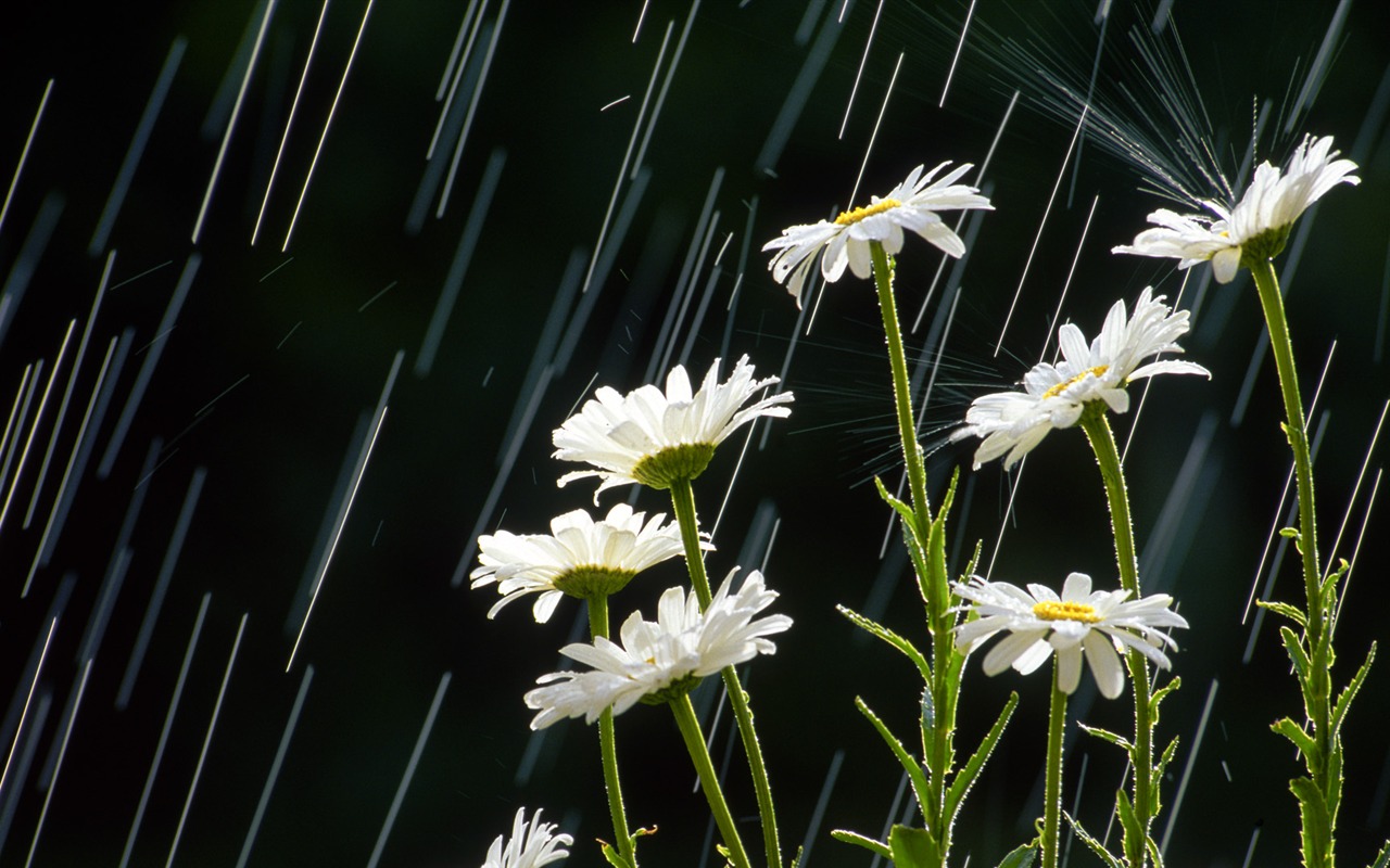 ワイドスクリーンの壁紙の花に近い(32)を開く #5 - 1280x800