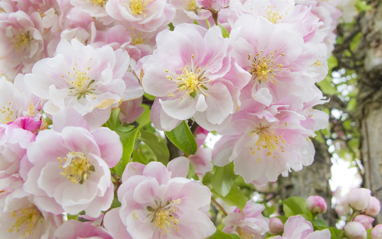 寬屏鮮花特寫 壁紙(32) #19 - 1280x800