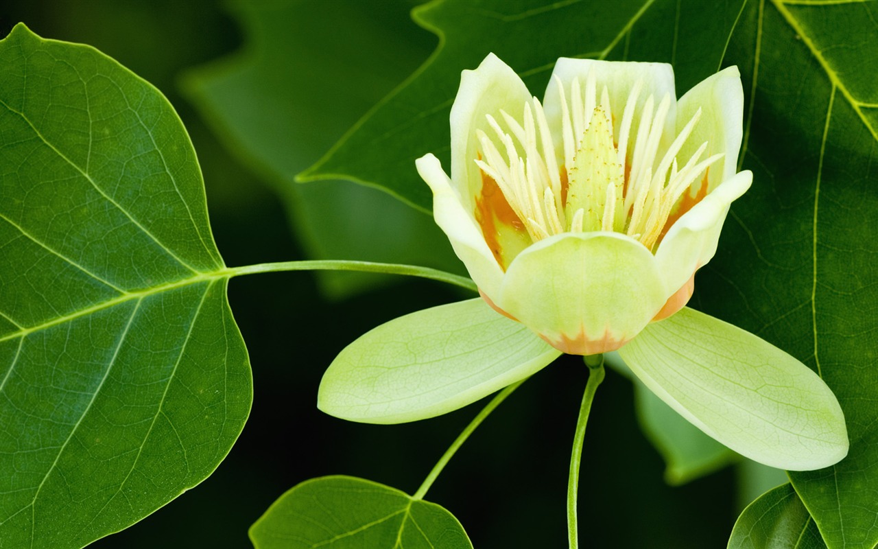 ワイドスクリーンの壁紙の花に近い(33)を開く #4 - 1280x800