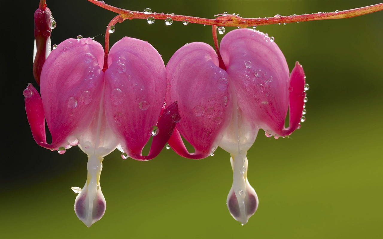 ワイドスクリーンの壁紙の花に近い(33)を開く #5 - 1280x800