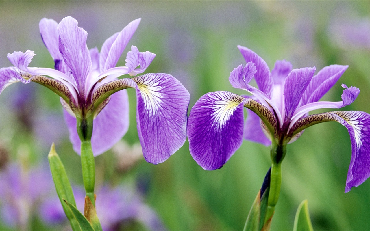 Widescreen wallpaper flowers close-up (33) #6 - 1280x800