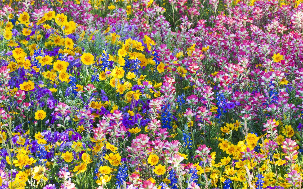 Widescreen wallpaper flowers close-up (33) #10 - 1280x800