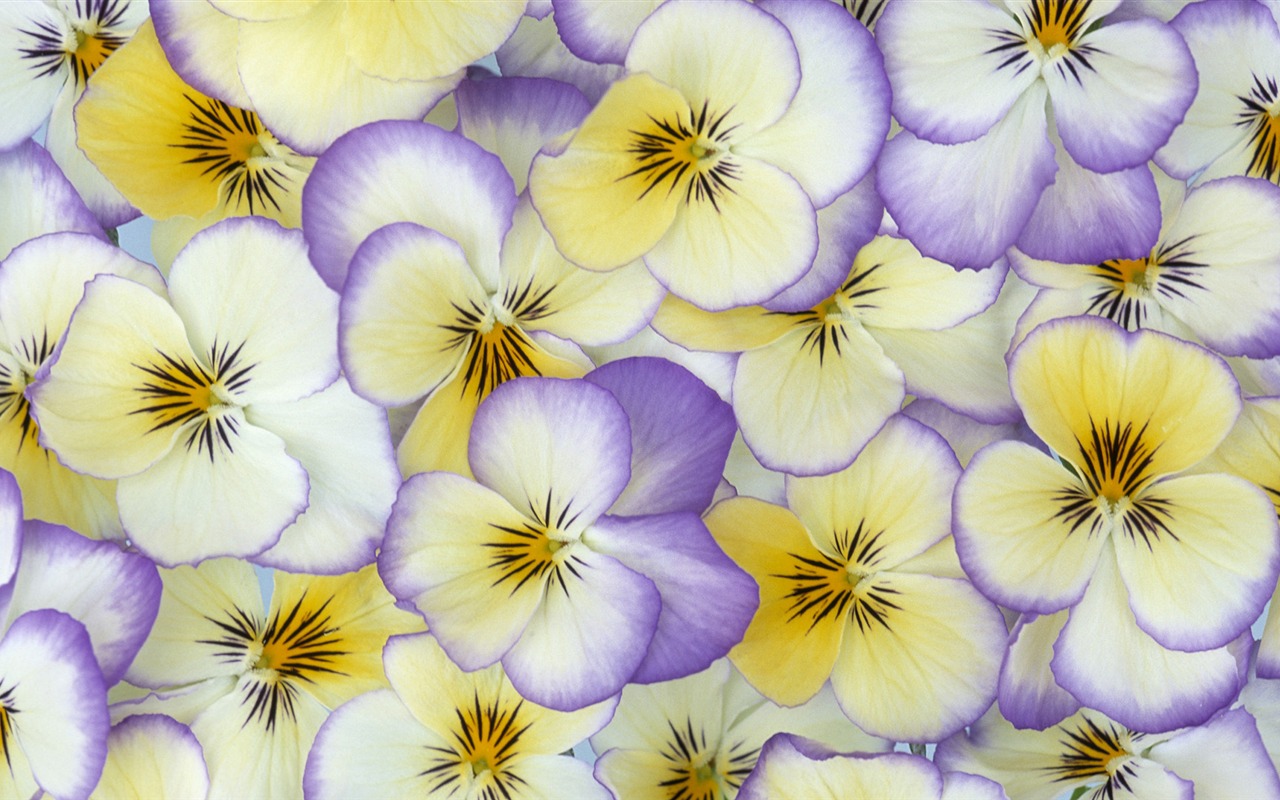Širokoúhlý tapety květiny close-up (33) #18 - 1280x800