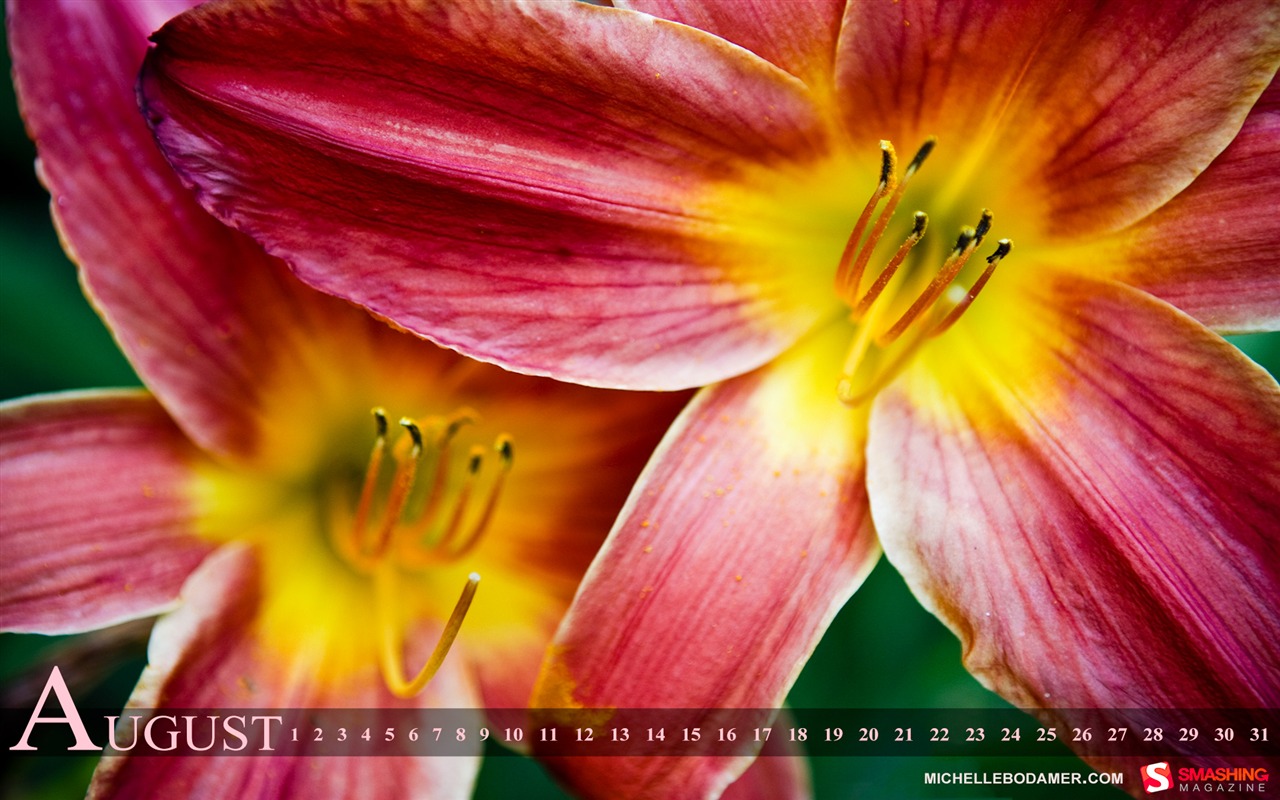 2011年8月 月曆壁紙(一) #1 - 1280x800