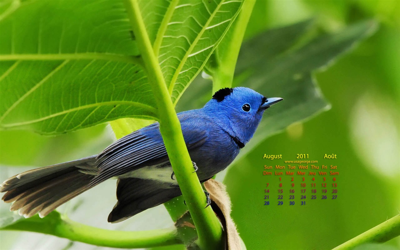 2011年8月 月曆壁紙(一) #4 - 1280x800