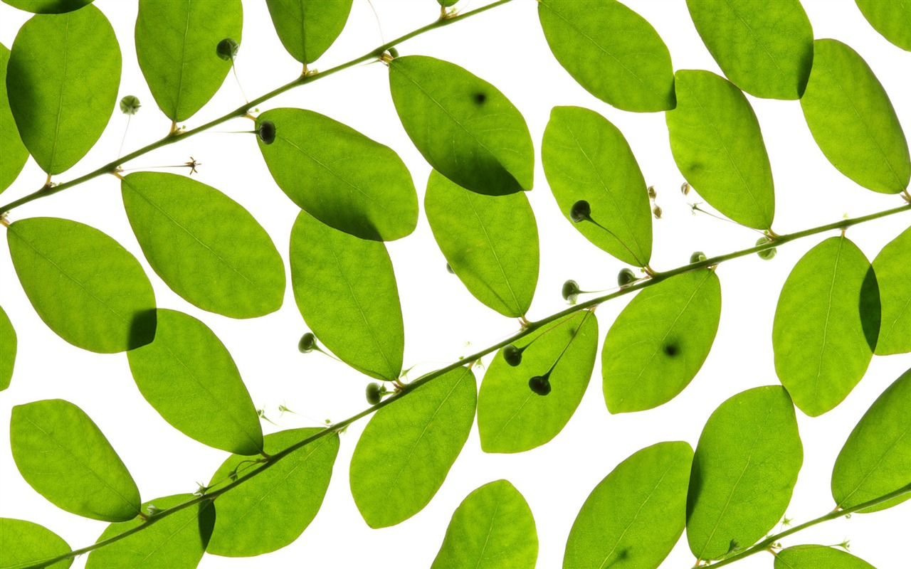 Green leaves wallpaper #1 - 1280x800