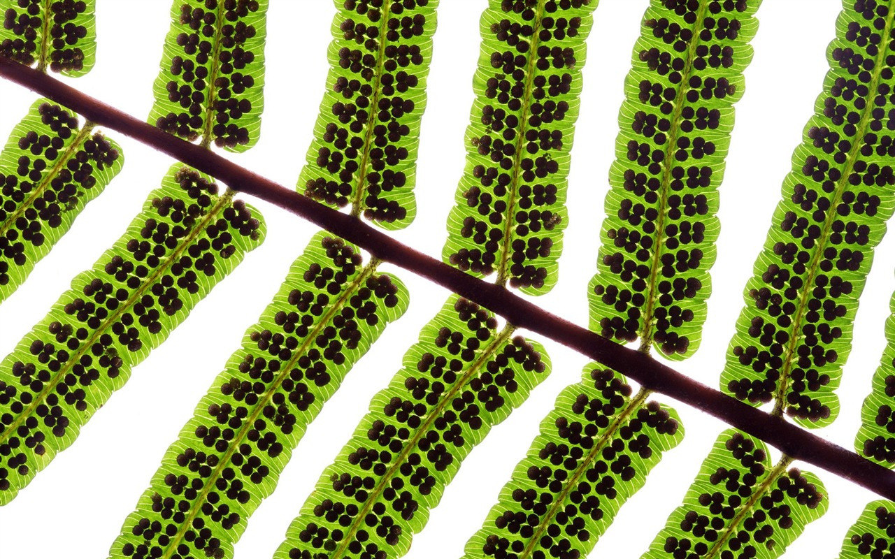 Zelené listy tapety #4 - 1280x800