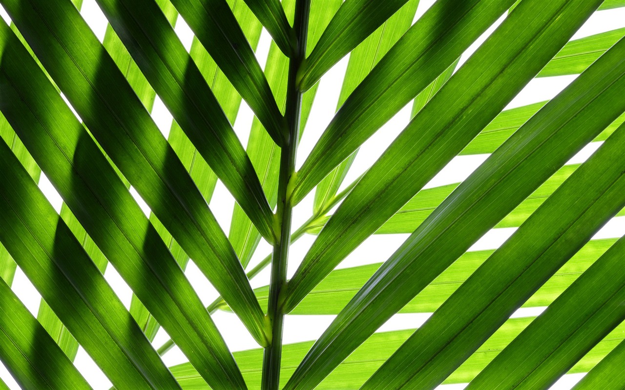Green leaves wallpaper #14 - 1280x800