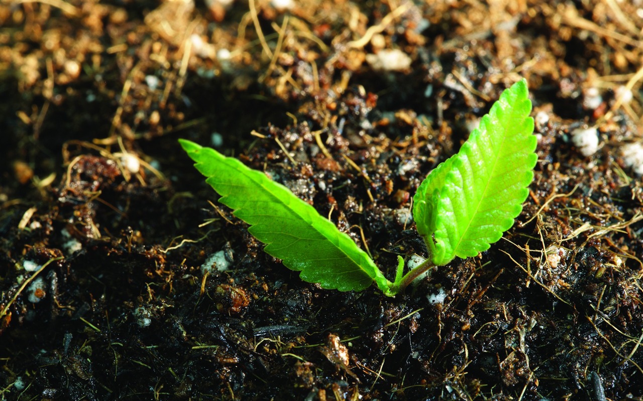 刚发芽的嫩绿幼苗 高清壁纸6 - 1280x800