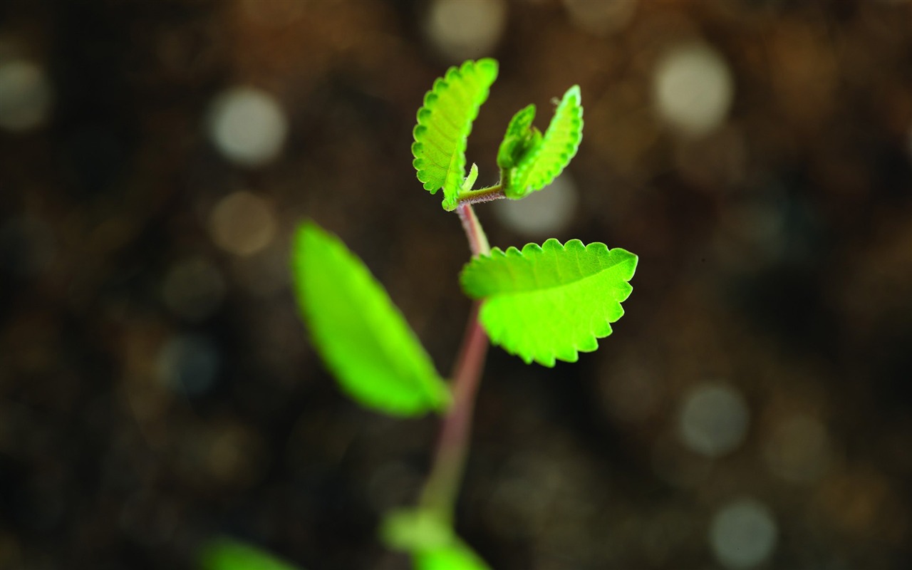 Green seedlings just sprouting HD wallpapers #9 - 1280x800