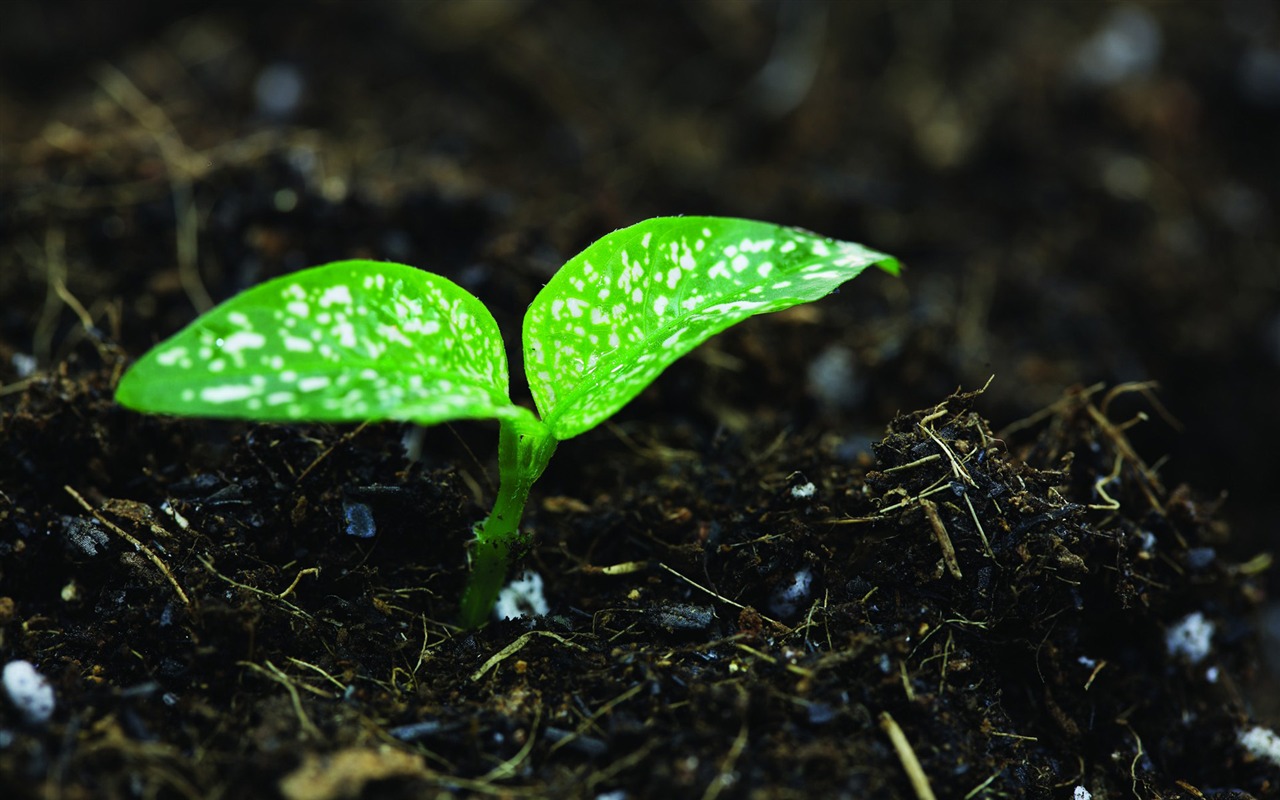 Green seedlings just sprouting HD wallpapers #17 - 1280x800