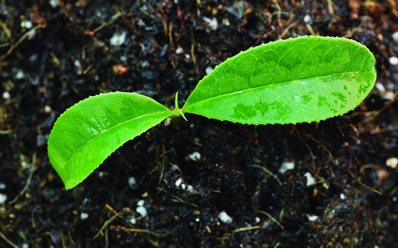 Green seedlings just sprouting HD wallpapers #19 - 1280x800