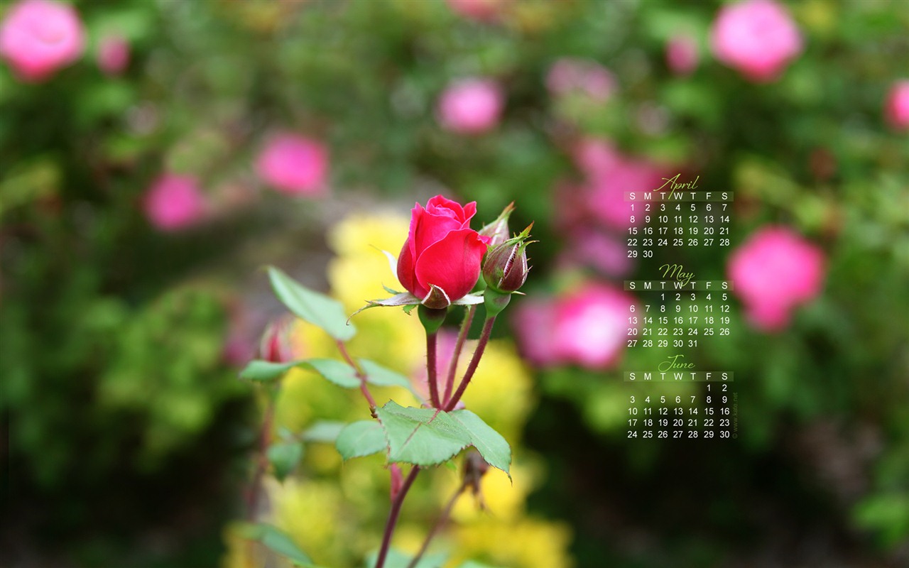 2012年5月 月曆壁紙(一) #12 - 1280x800