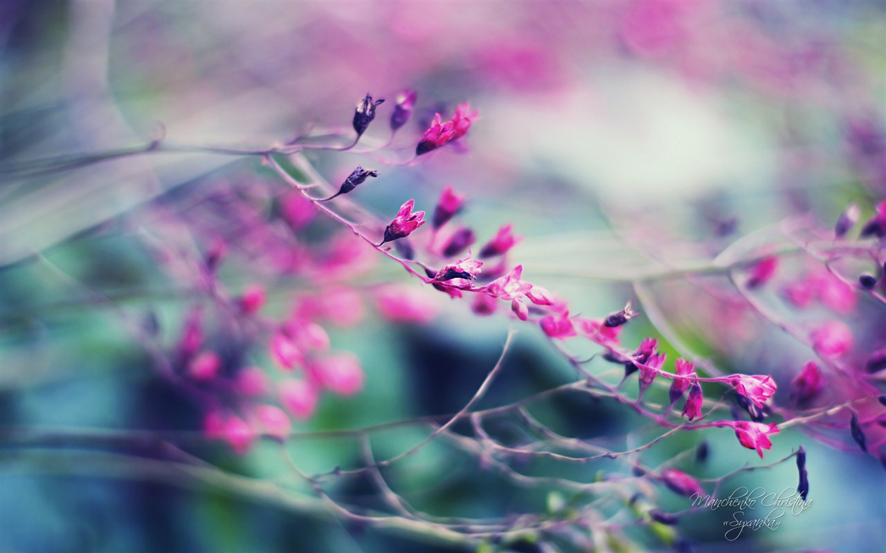 Windows 7 壁紙：夢幻花園 #4 - 1280x800