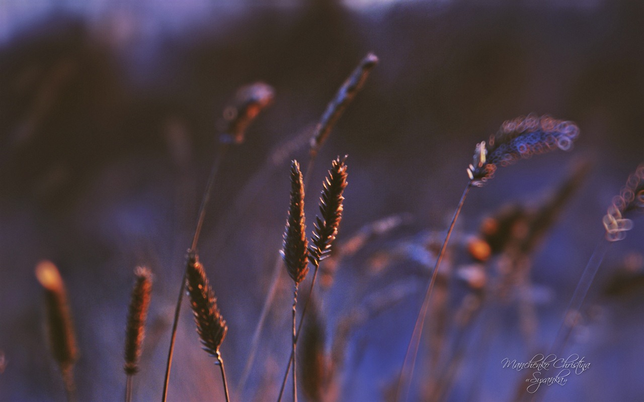 Windows 7 Wallpapers: Dream Garden #10 - 1280x800