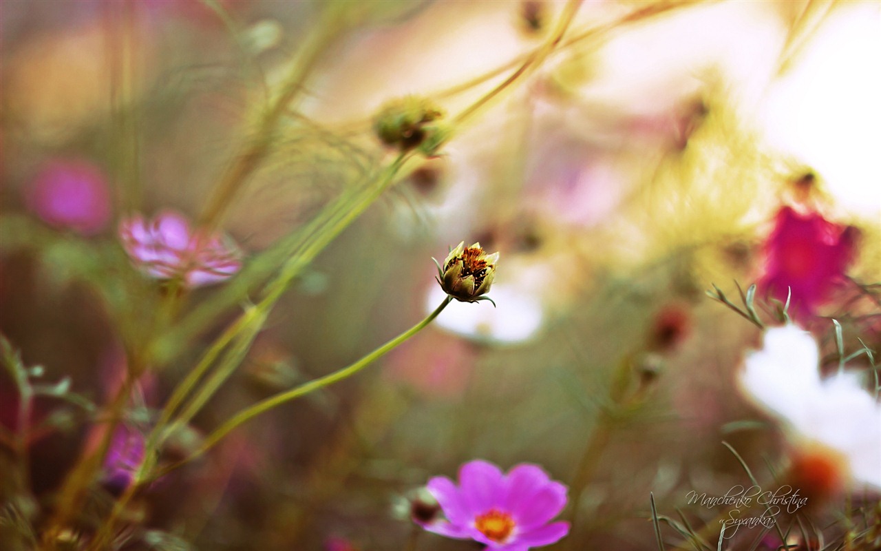 Windows 7 壁紙：夢幻花園 #17 - 1280x800