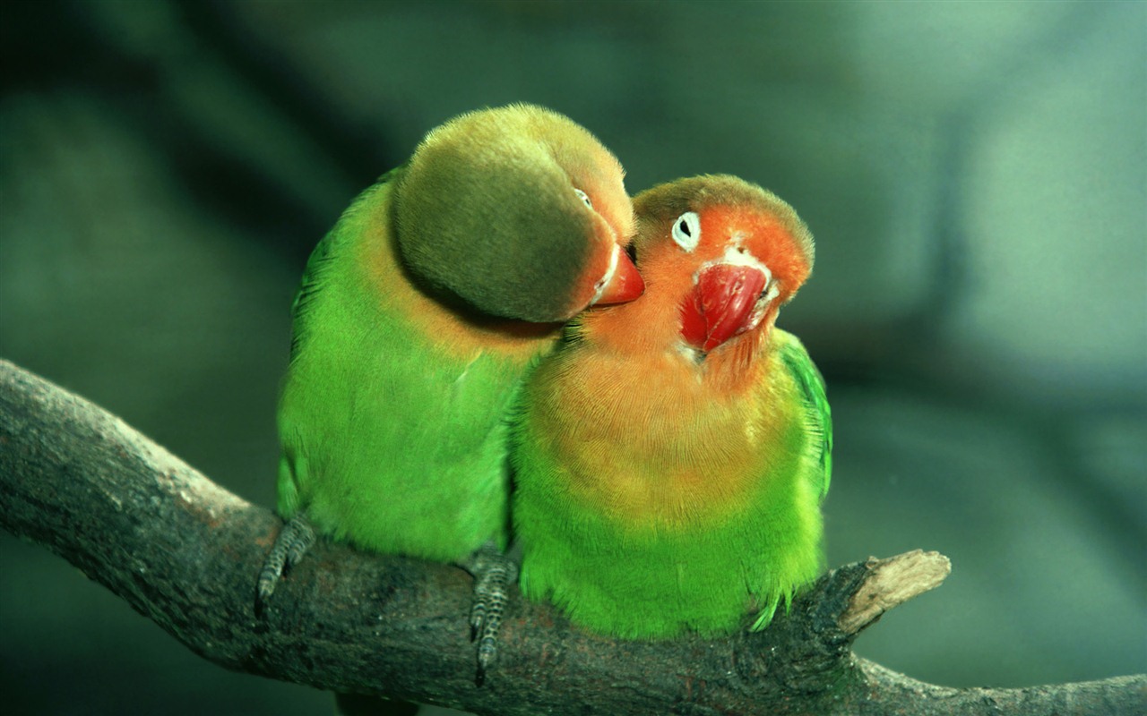 Windows 7 Wallpapers: Beautiful Birds #1 - 1280x800