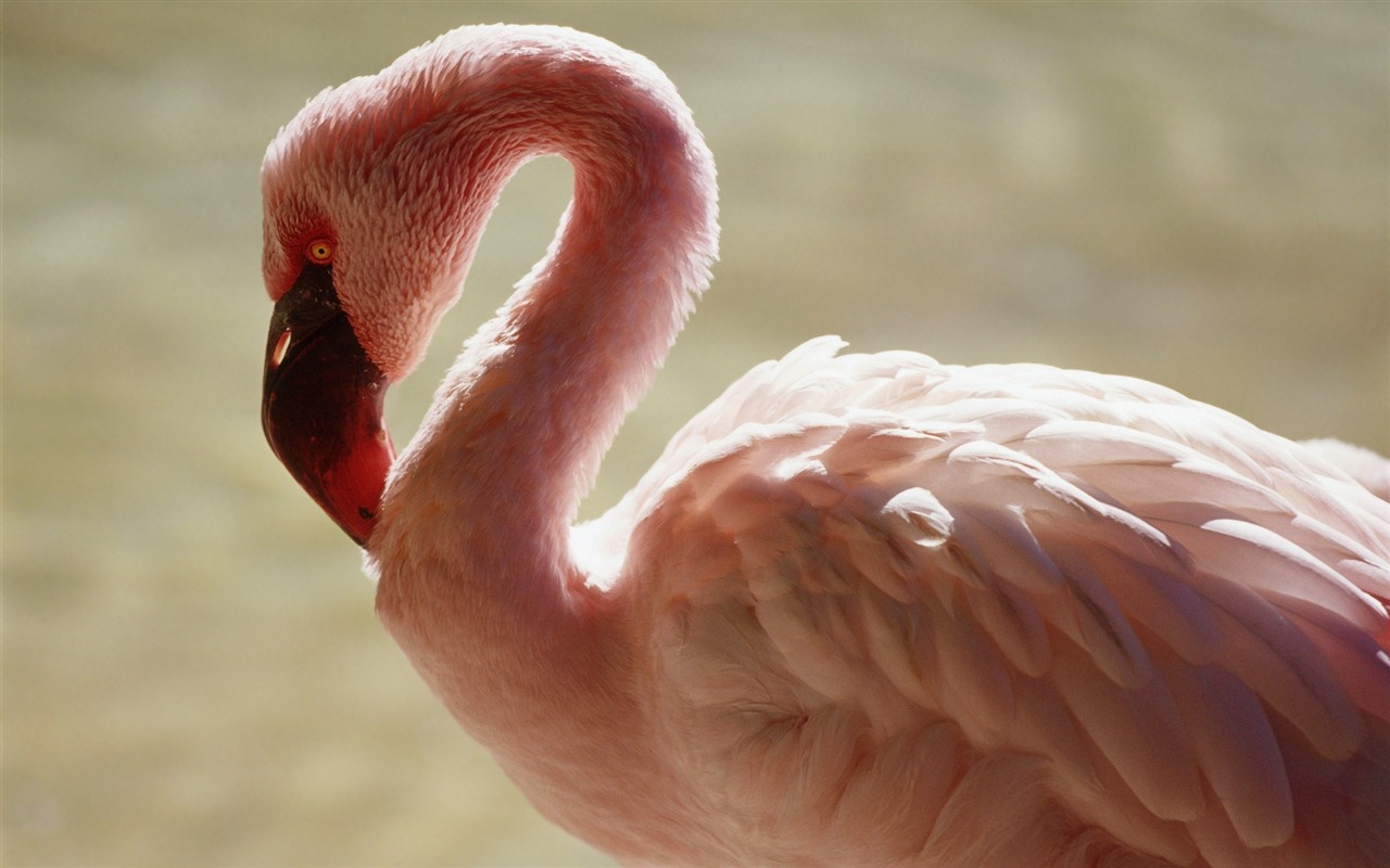 Windows 7 Wallpapers: Beautiful Birds #4 - 1280x800