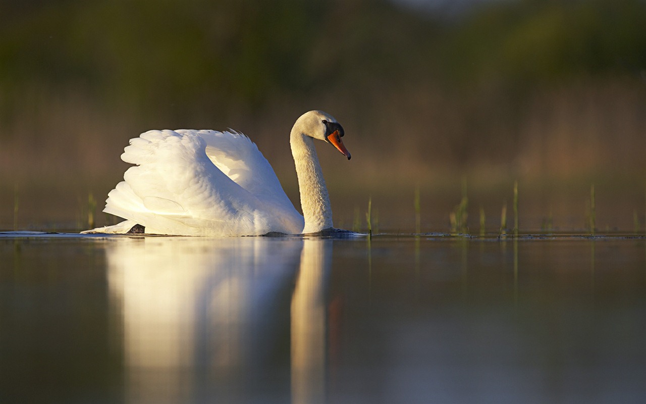 Windows 7 Wallpapers: Beautiful Birds #5 - 1280x800