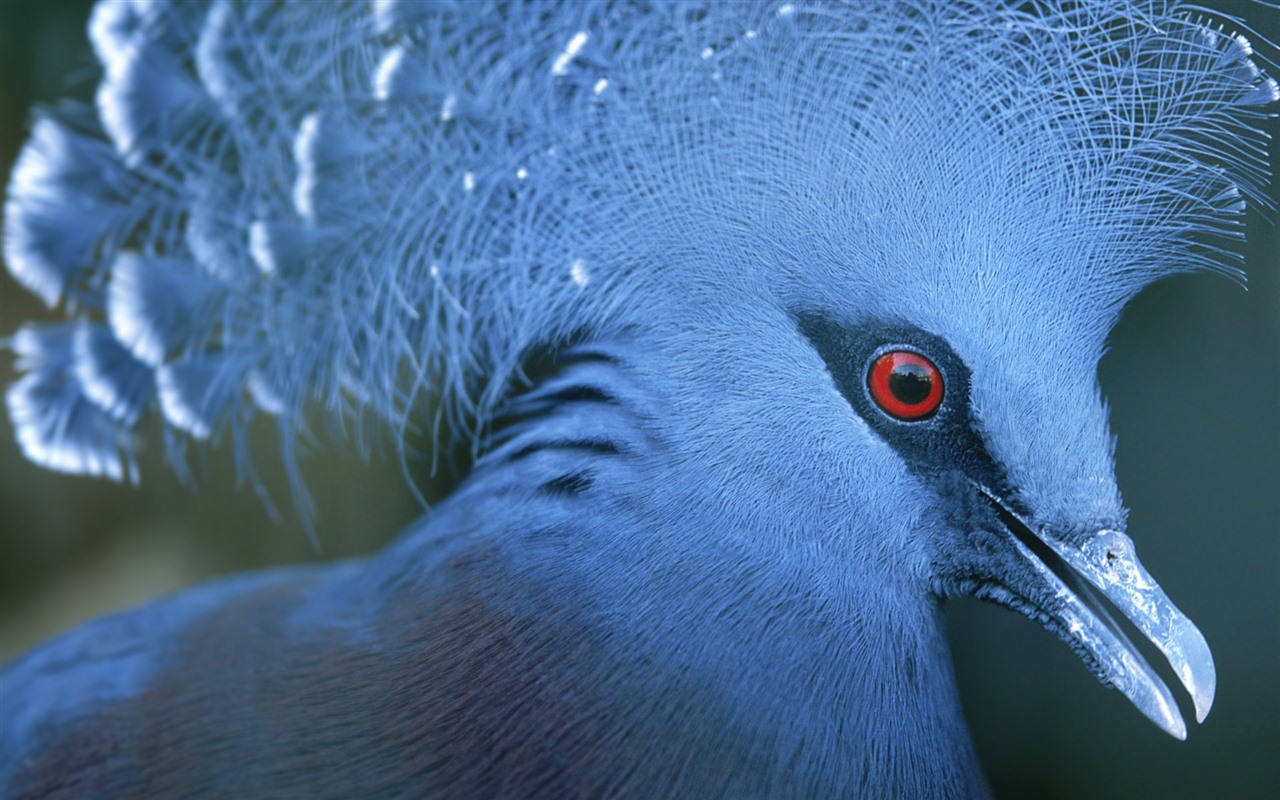 Windows 7 Wallpapers: Beautiful Birds #7 - 1280x800