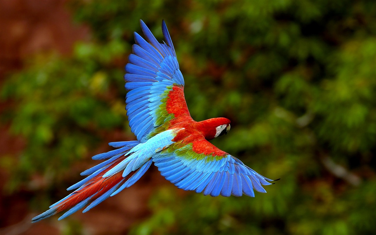 Windows 7 壁纸：美丽的鸟儿9 - 1280x800