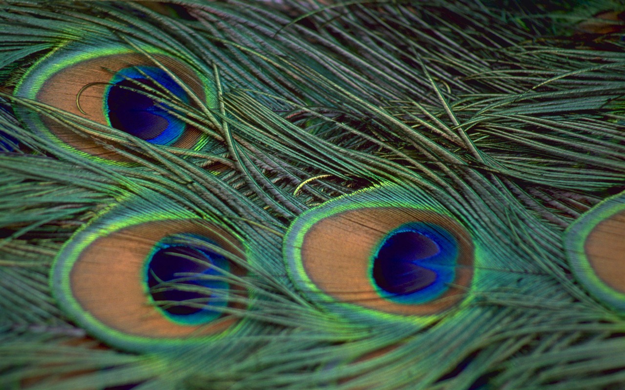 Windows 7 壁纸：美丽的鸟儿14 - 1280x800