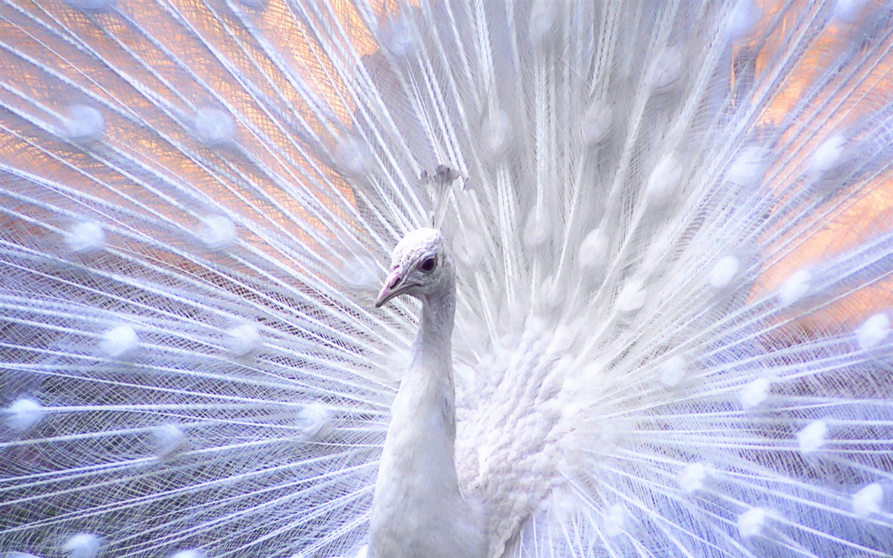 Windows 7 Wallpapers: Beautiful Birds #15 - 1280x800