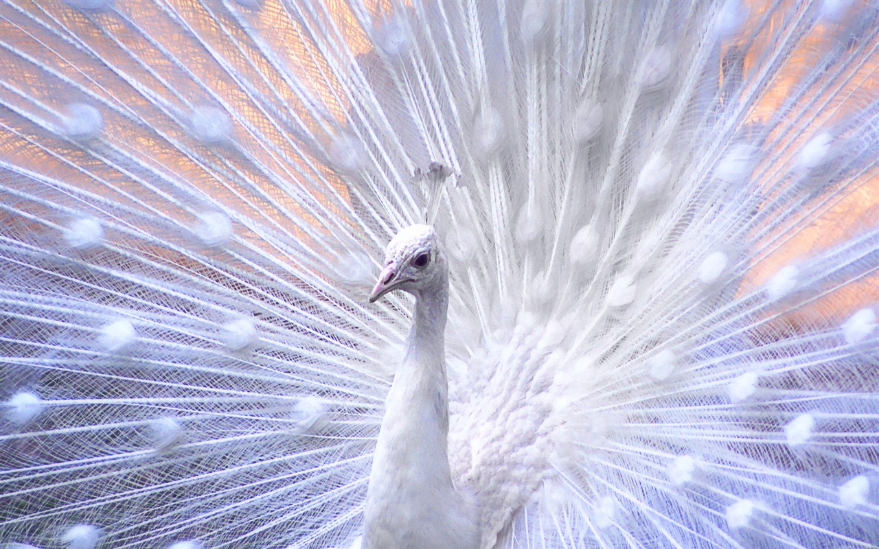 Windows 7 Fond d'écran: beaux oiseaux #15 - 1280x800