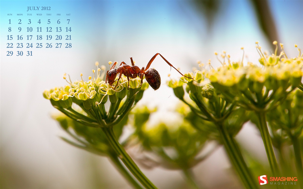 Juli 2012 Kalender Wallpapers (2) #1 - 1280x800