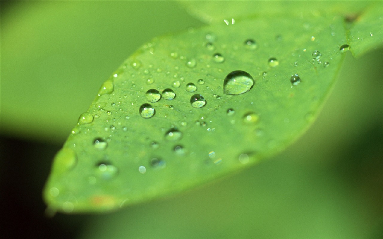 Green leaf with water droplets HD wallpapers #2 - 1280x800