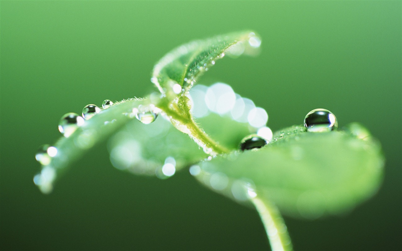 물방울의 HD 월페이퍼와 녹색 잎 #3 - 1280x800