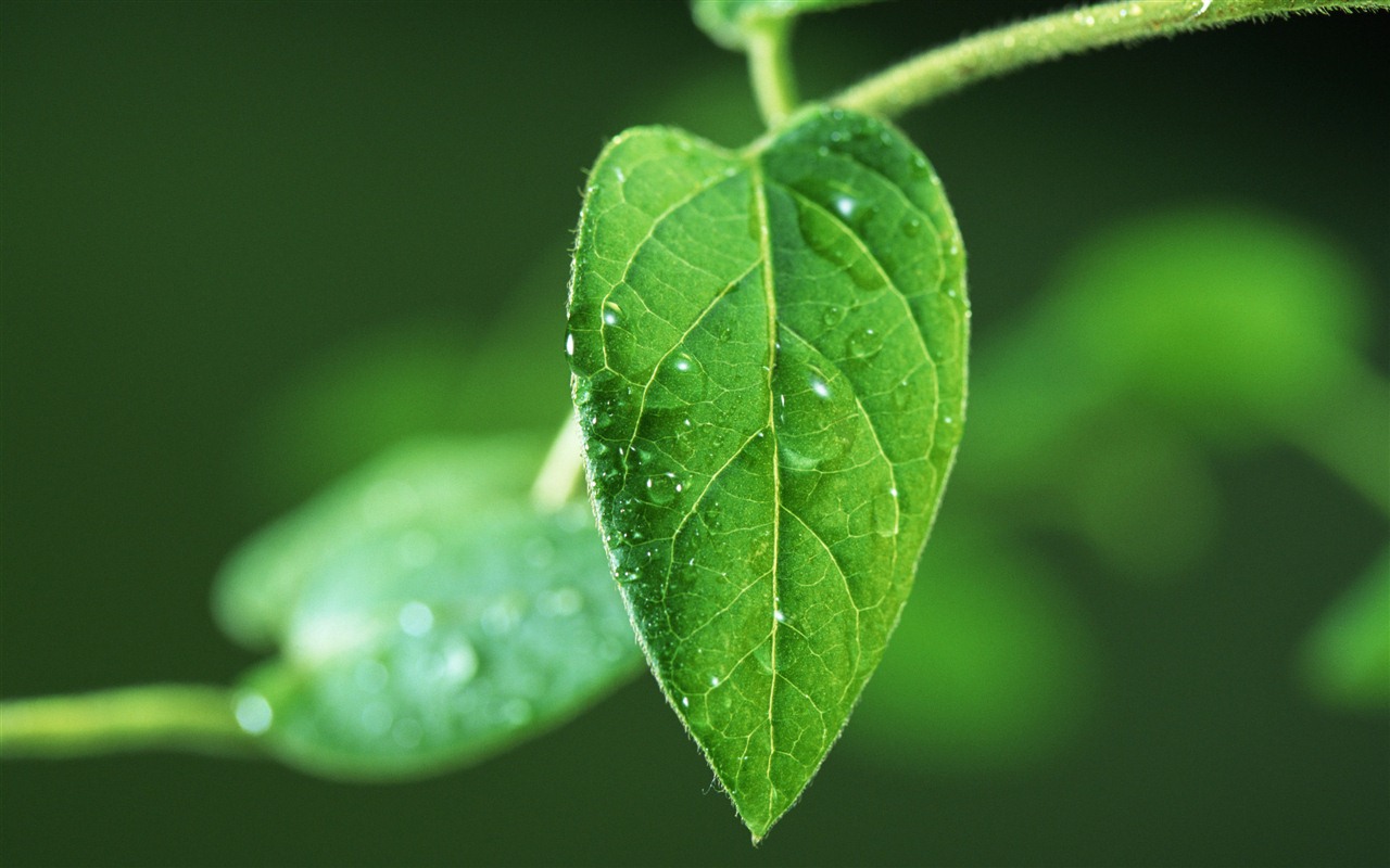 Green leaf with water droplets HD wallpapers #5 - 1280x800