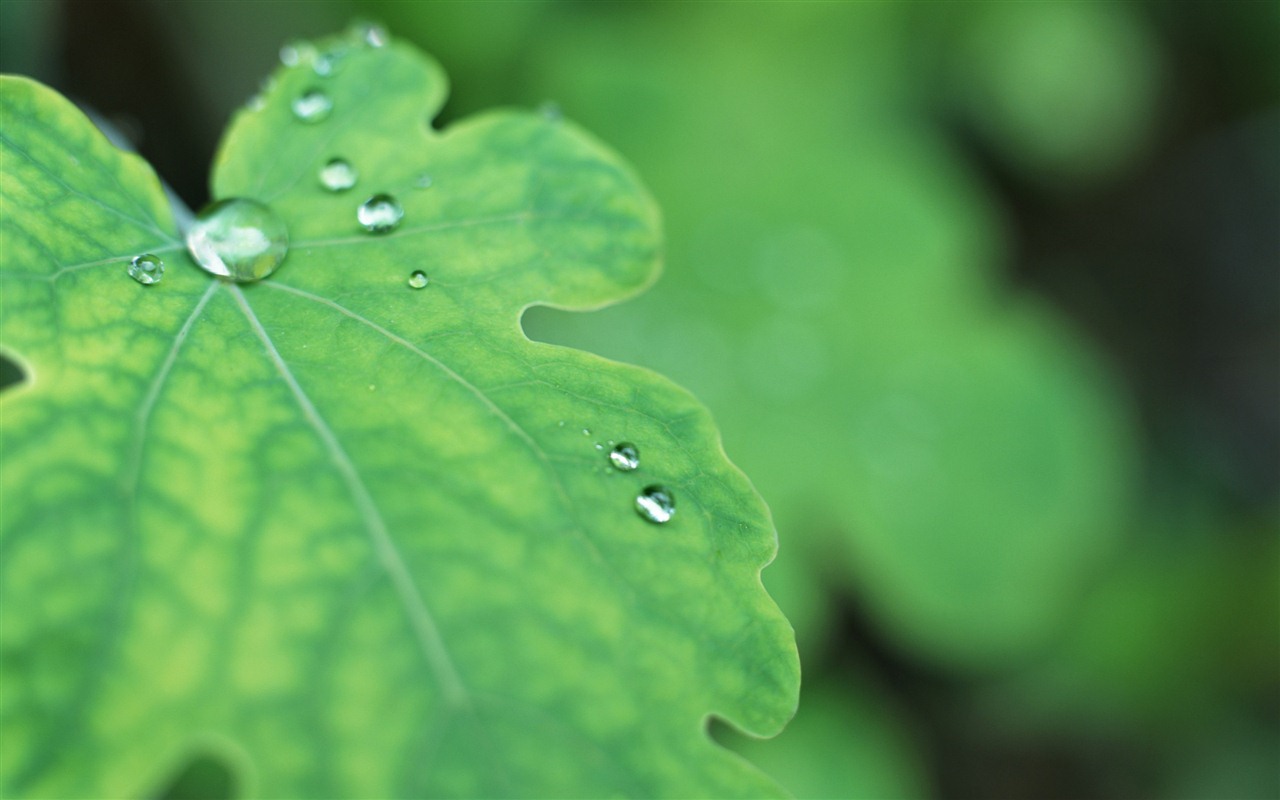 Green leaf with water droplets HD wallpapers #6 - 1280x800